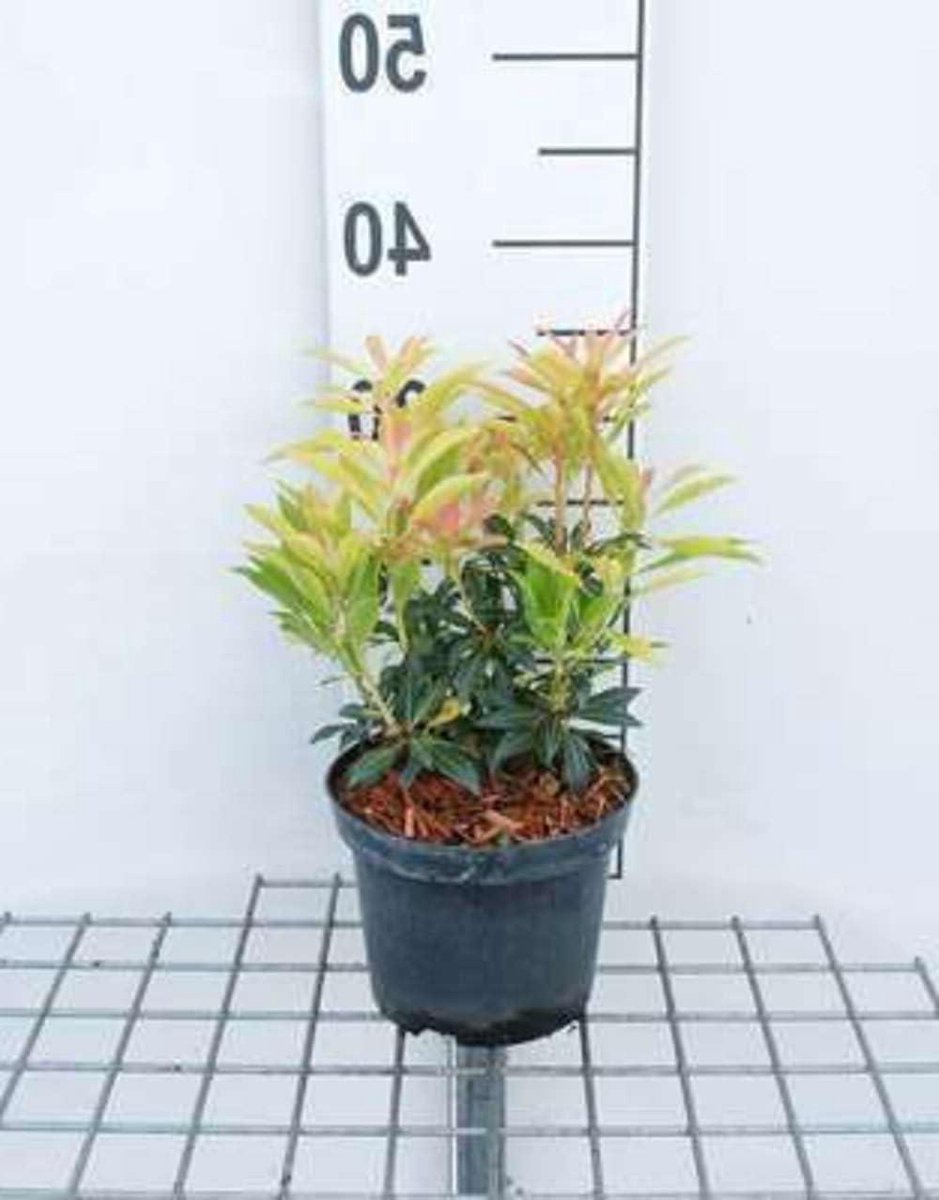 Rotsheide Forest Flame - Lavendelheide struik - Tuin decoratie - Groenblijvende sierstruik - 20-30 cm - Groen