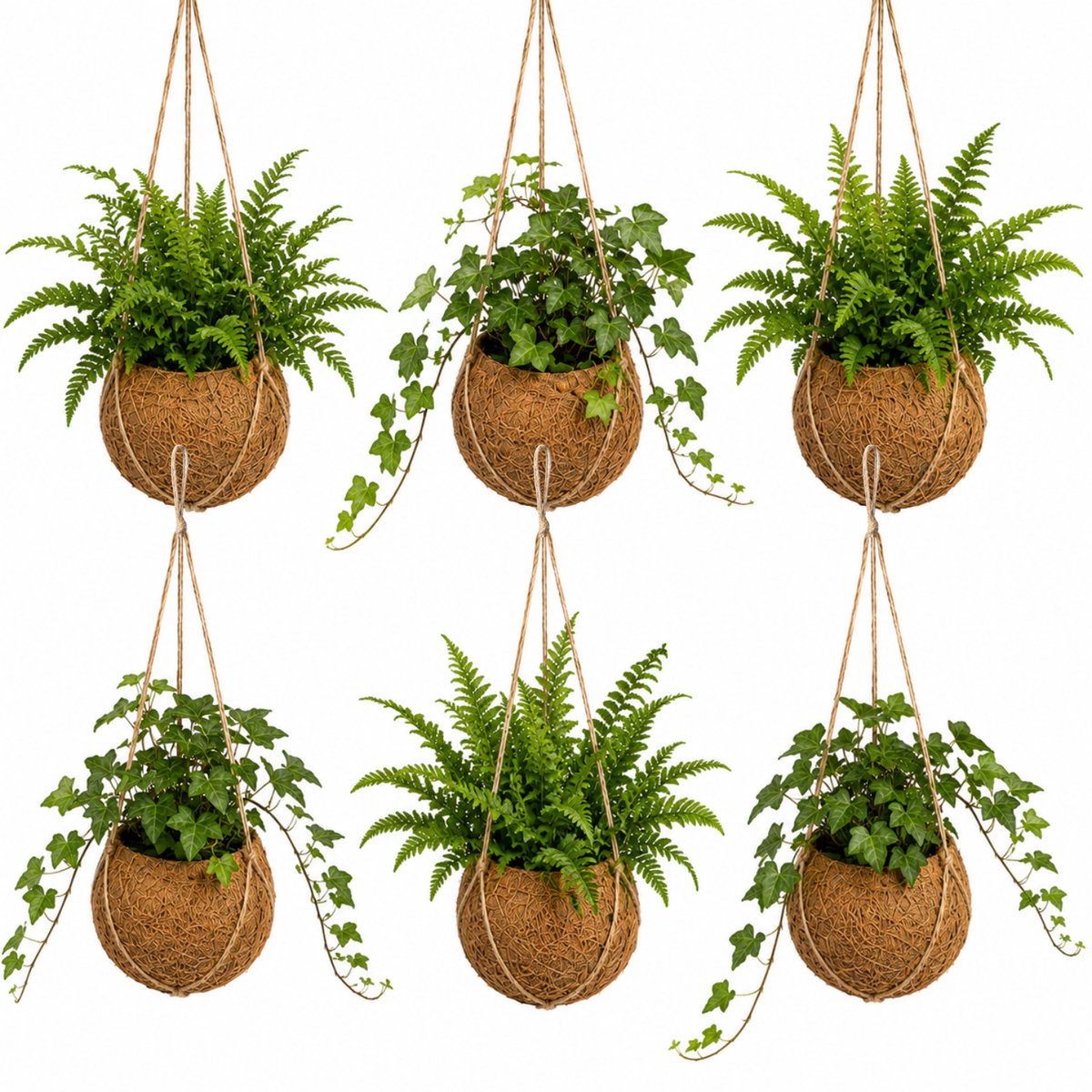 vdvelde.com - Kokos Hangplanten 6 Stuks - Hedera & Varen Mix - Kokos Hangpot Los Bijgevoegd - Ø12 cm, ca. 40 cm