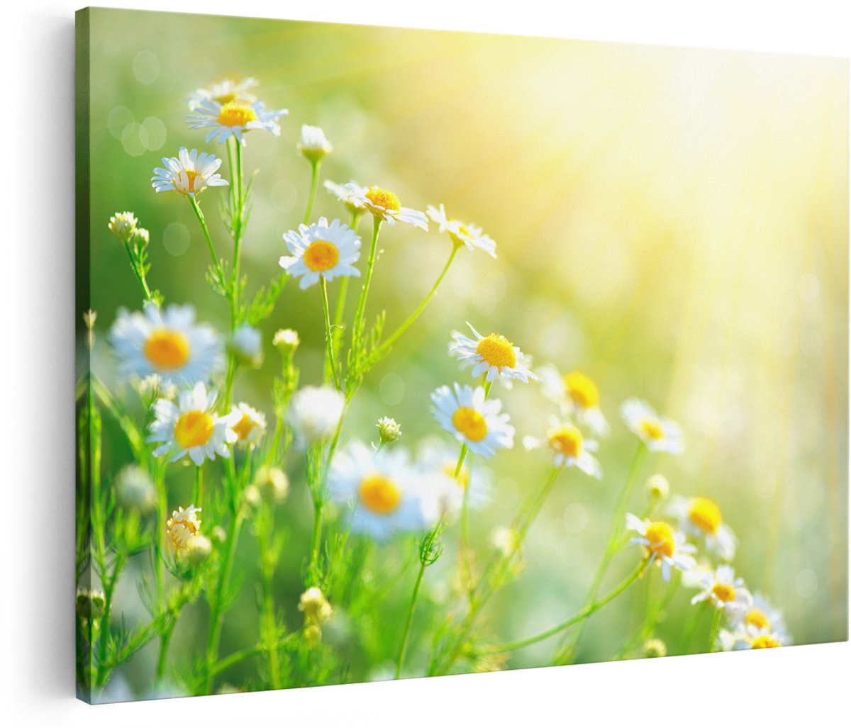Artaza Canvas Schilderij Witte Kamille Bloemen Met Zonneschijn - 180x120 cm - Groot - Wanddecoratie Woonkamer - Schilderijen - Muurdecoratie