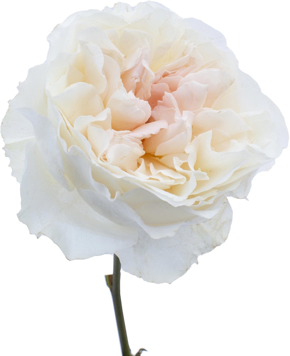24x Rosa david austin eugenie 50cm