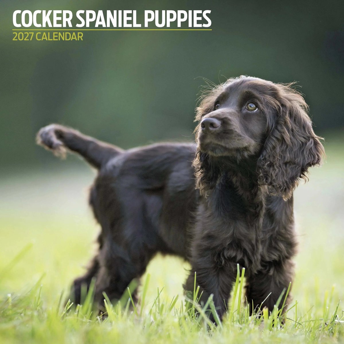 Engelse Cocker Spaniel Puppies Kalender 2027