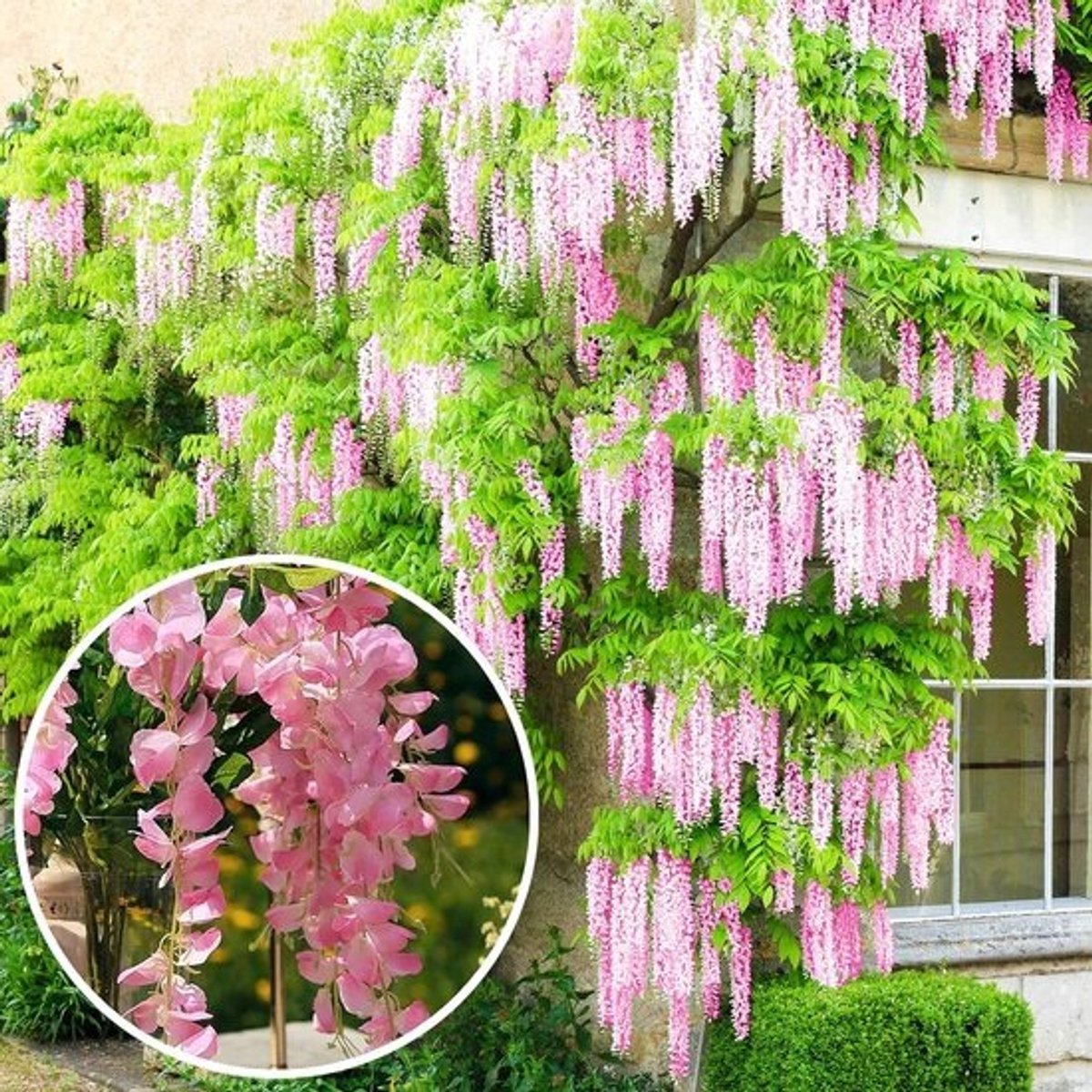 Roze bloeiende Wisteria plant - winterharde klimplant voor tuin en balkon - snelgroeiende blauwe regen (60-80 cm incl. pot)