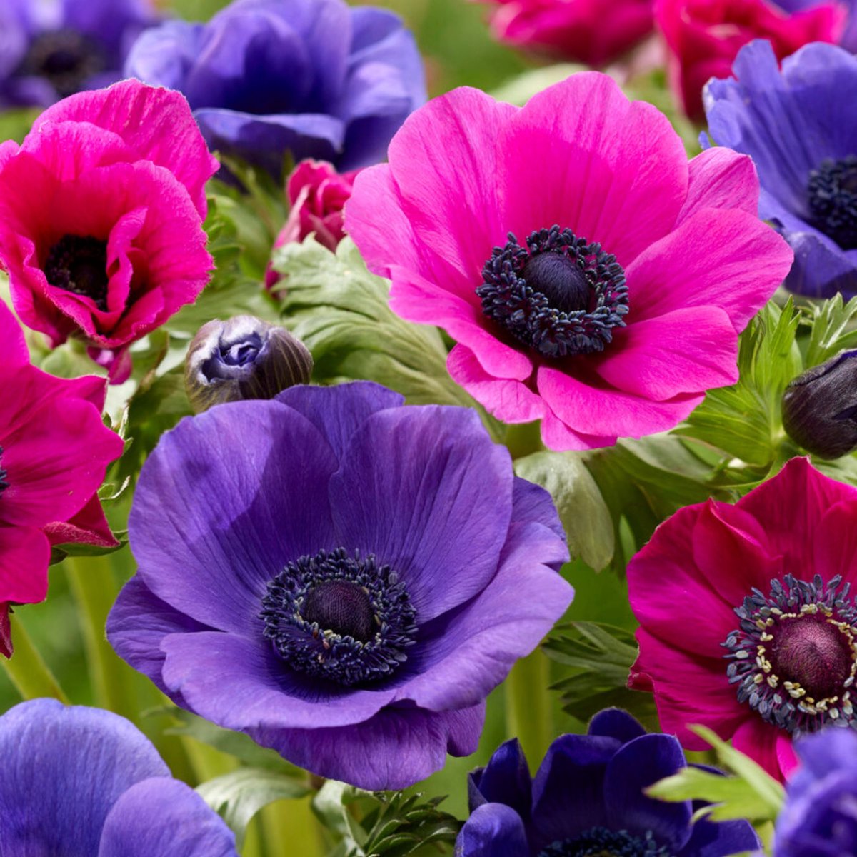 Anemoon paars en roze mix - Anemone - Snijbloemen - Voorjaarsbollen - bloeit in Maart / April