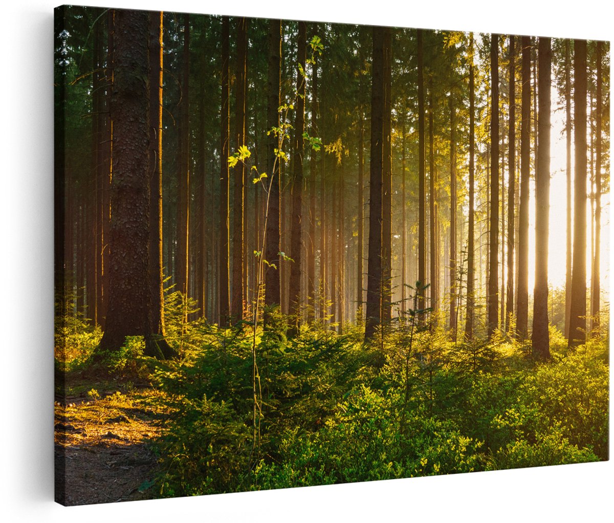 Artaza Canvas Schilderij Bos met Zon tussen de Bomen - 150x100 cm - Groot - Wanddecoratie Woonkamer - Schilderijen - Muurdecoratie