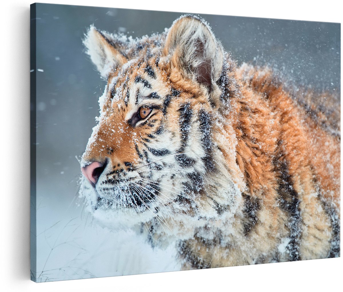 Artaza Canvas Schilderij Tijger Tijdens De Sneeuw - 150x100 cm - Groot - Wanddecoratie Woonkamer - Schilderijen - Muurdecoratie