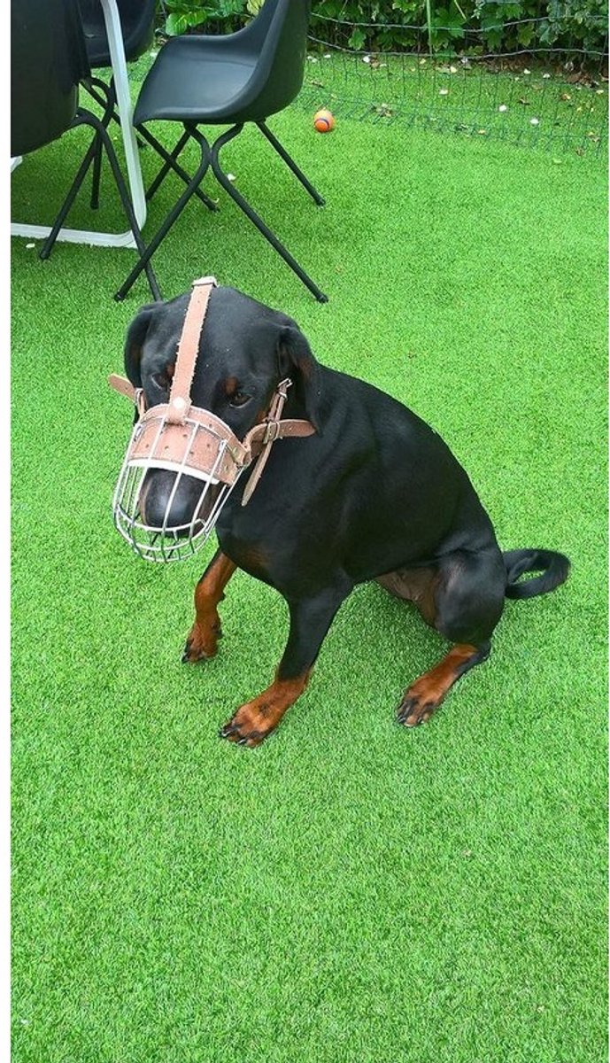 Sterke Metalen Hondenmuilkorf Mand Voor Grote Rassen Zoals Doberman - Veilig & Comfortabel