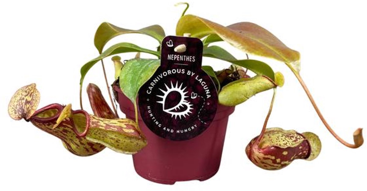 Nepenthes Gaya - Ø12 17