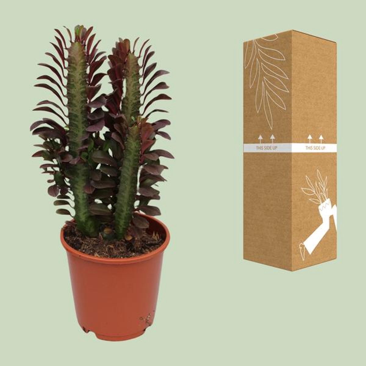 Euphorbia Trigona Rubra - Ø12cm - 40cm