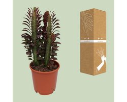 Euphorbia Trigona Rubra - Ø12cm - 40cm