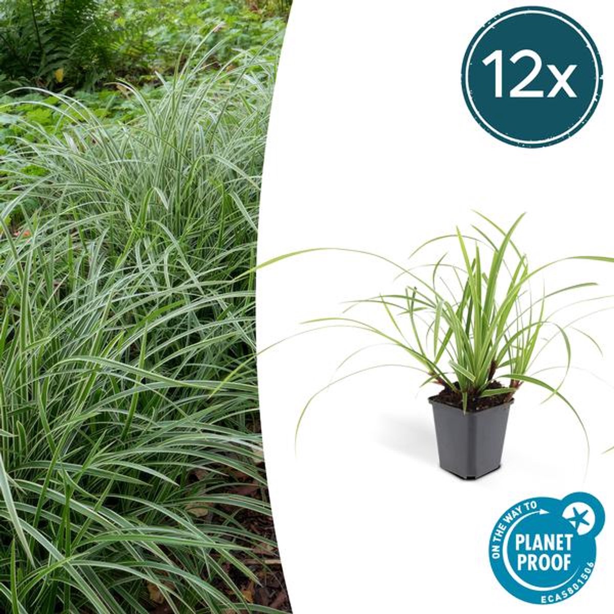 12x Carex morrowii 'Ice Dance' - 10-25cm - Ø9cm