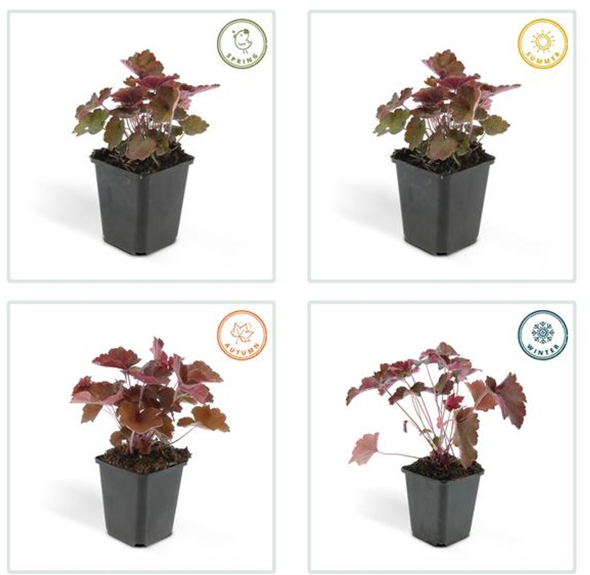 24x Heuchera mic. 'Palace Purple' - 10-25cm - Ø9cm