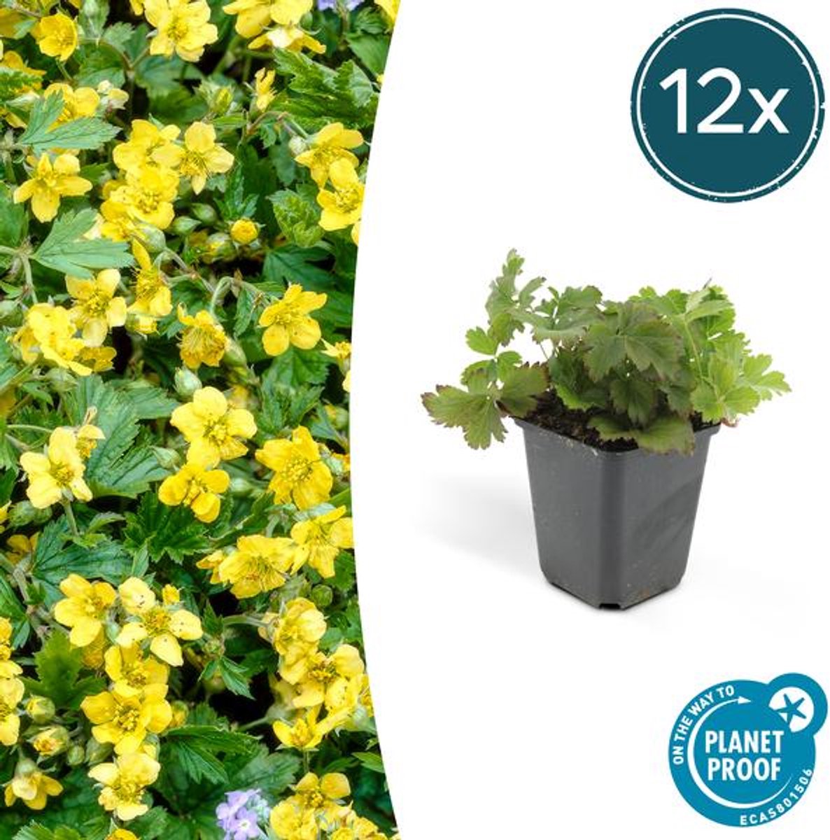 12x Waldsteinia ternata - 10-25cm - Ø9cm