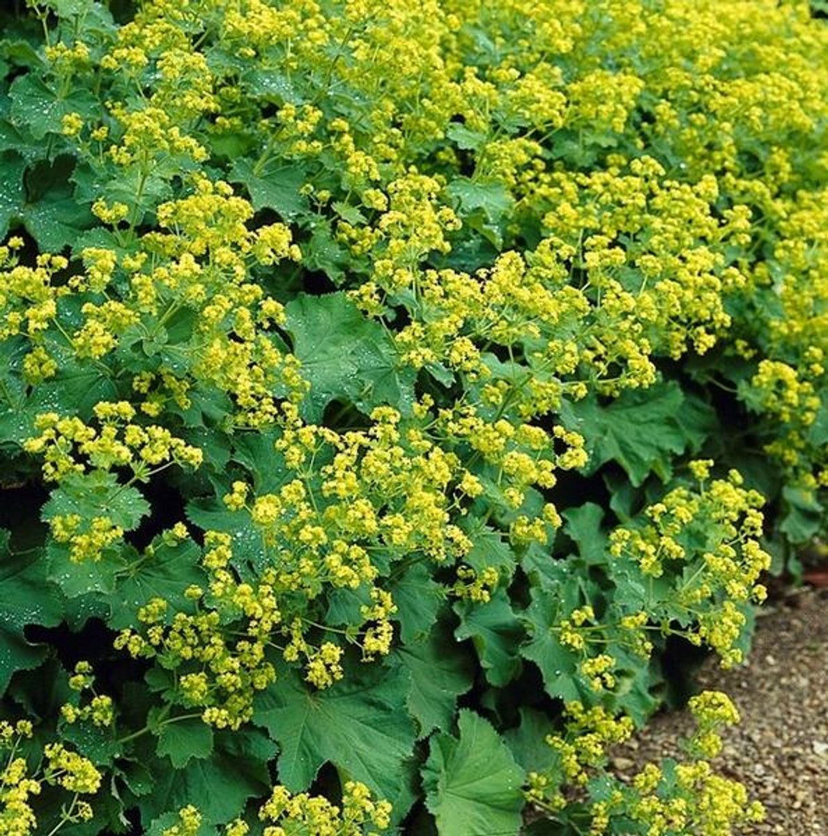 24x Alchemilla mollis - 10-25cm - Ø9cm