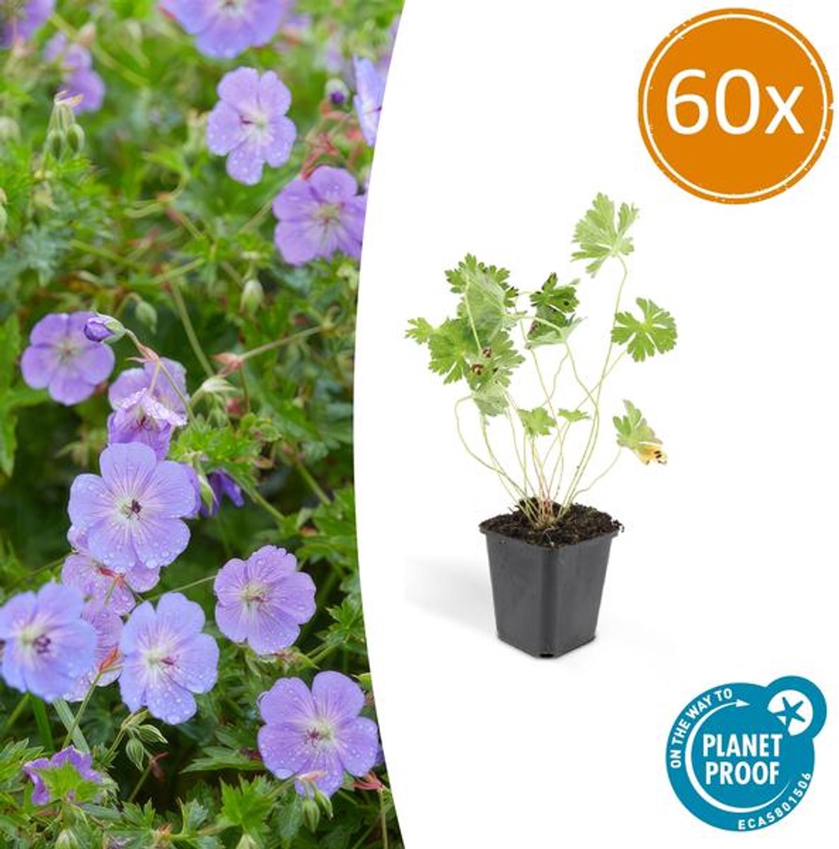 60x Geranium Rozanne - 10-25cm - Ø9cm