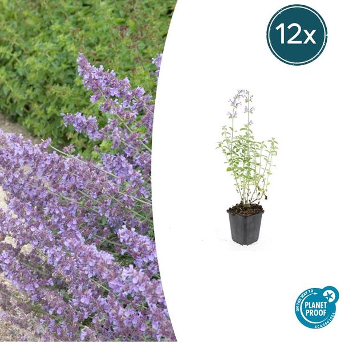 12x Nepeta 'Walker's Low' - 10-25cm - Ø9cm