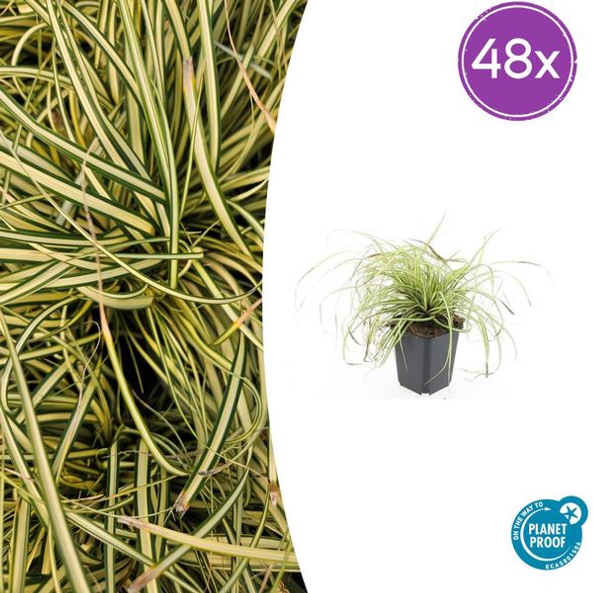 48x Carex oshim. 'Evergold' - 10-25cm - Ø9cm