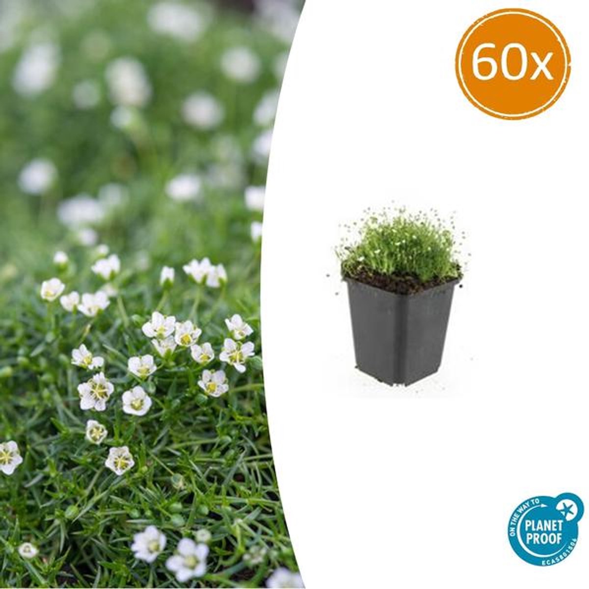 60x Sagina subulata - 10-25cm - Ø9cm