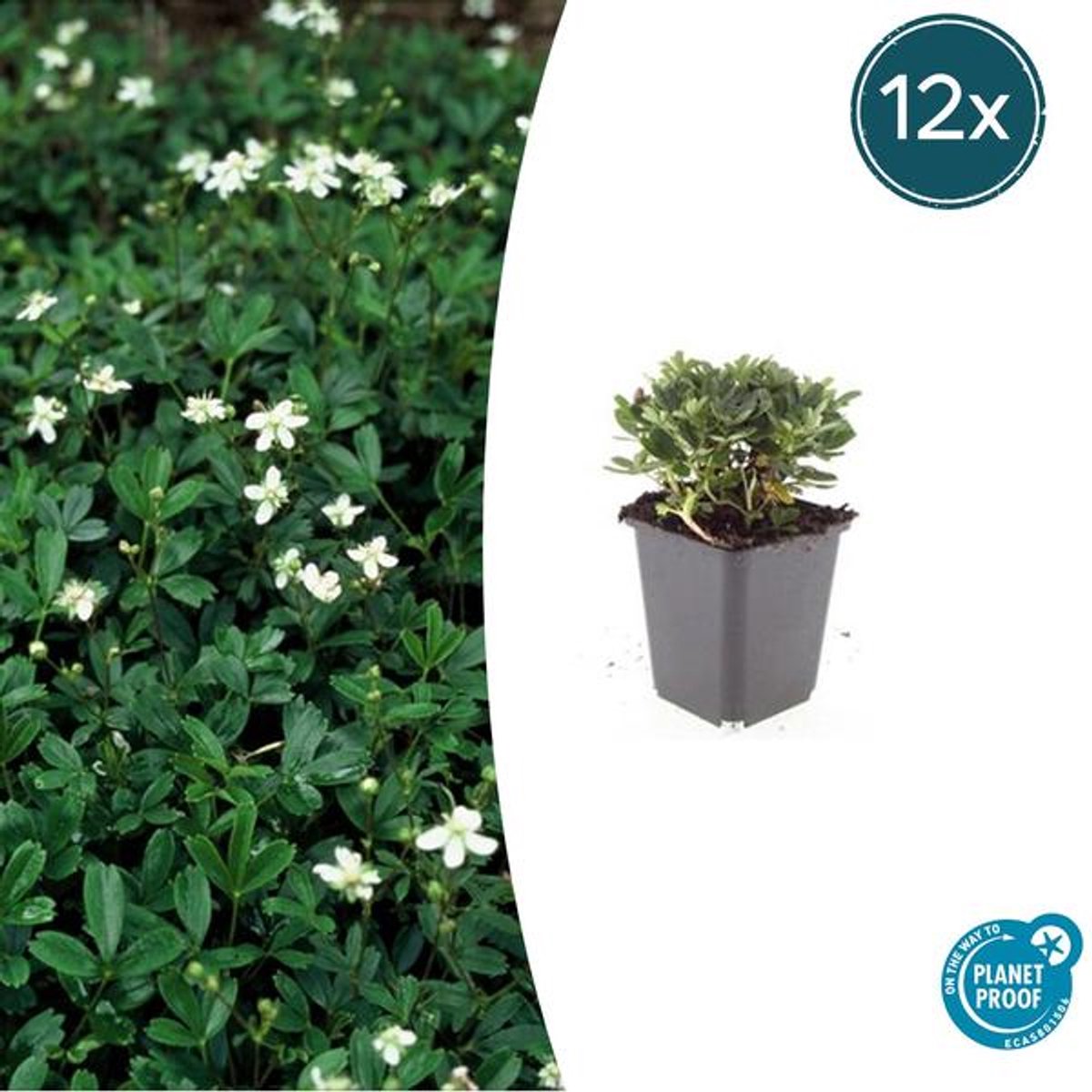 12x Potentilla tridentata 'Nuuk' - 10-25cm - Ø9cm