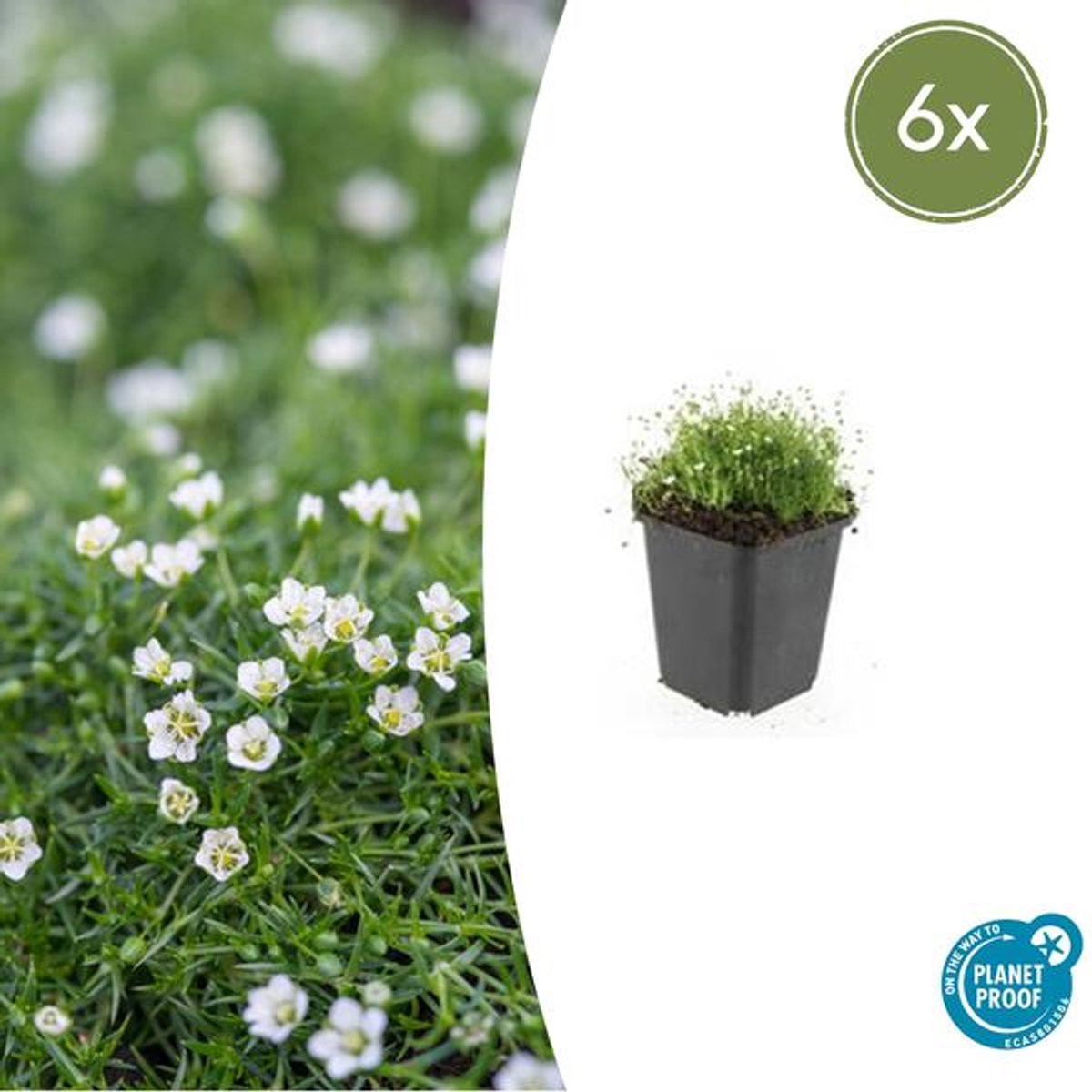 6x Sagina subulata - 10-25cm - Ø9cm