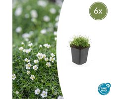 6x Sagina subulata - 10-25cm - Ø9cm
