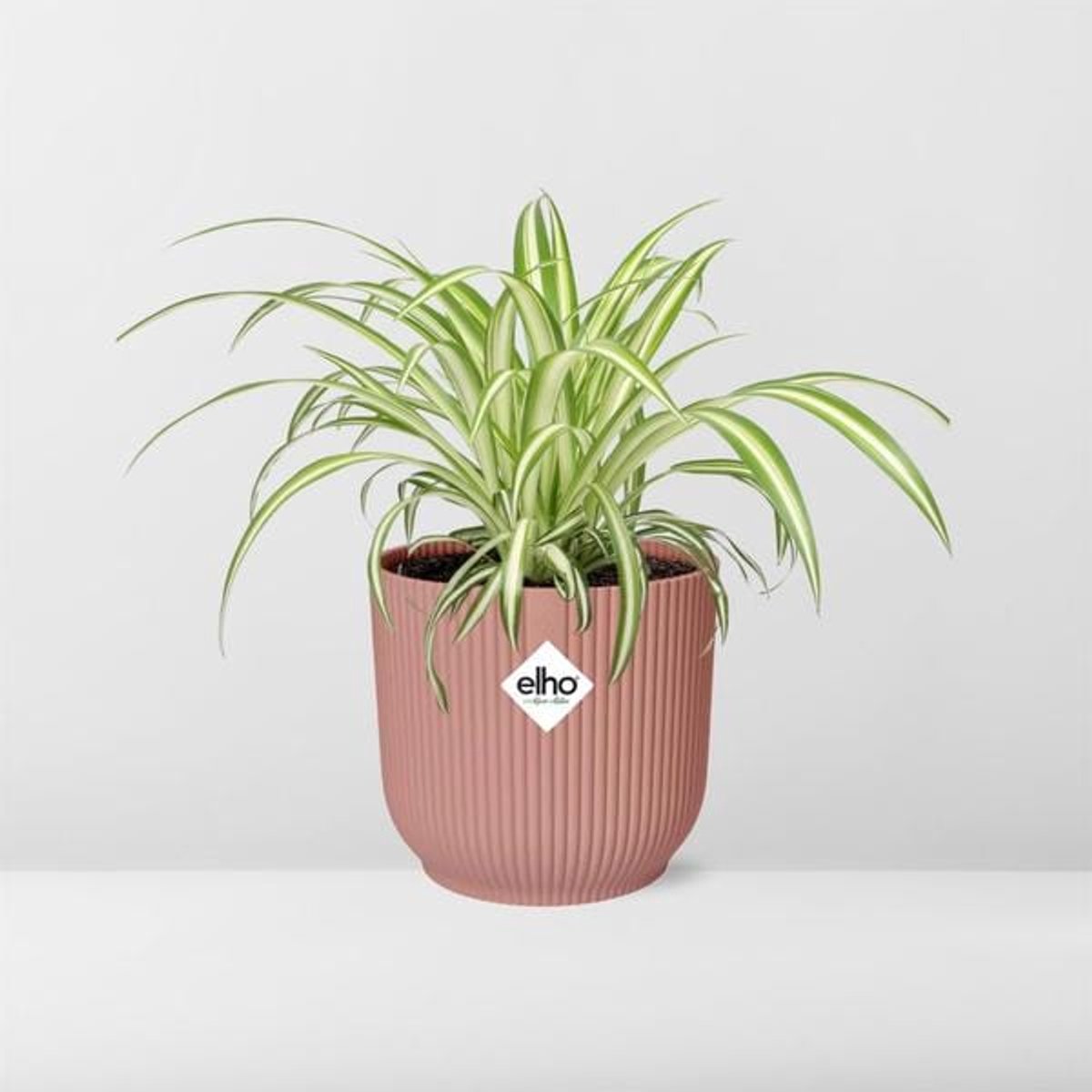 Chlorophytum Comosum Variegatum in ELHO Vibes Fold 14cm roze