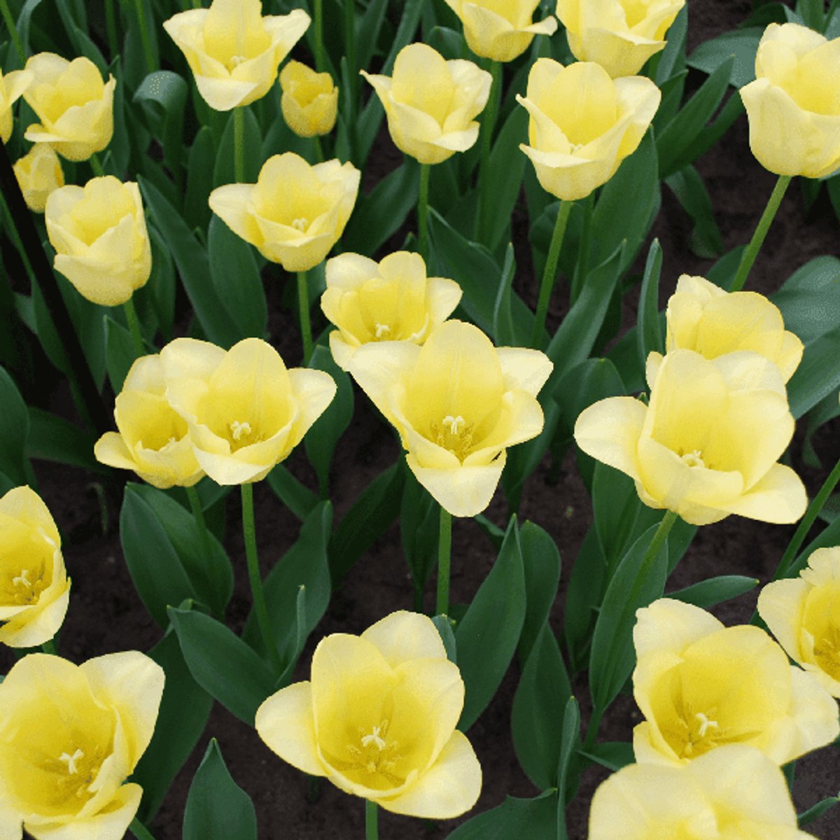 Tulpenbollen World Friendship – 20 Stuks | Lichtgele Tulp – Zacht, Vriendelijk & Elegant – Voor Tuin of Pot – Maat 11/12 – Vers van de Teler