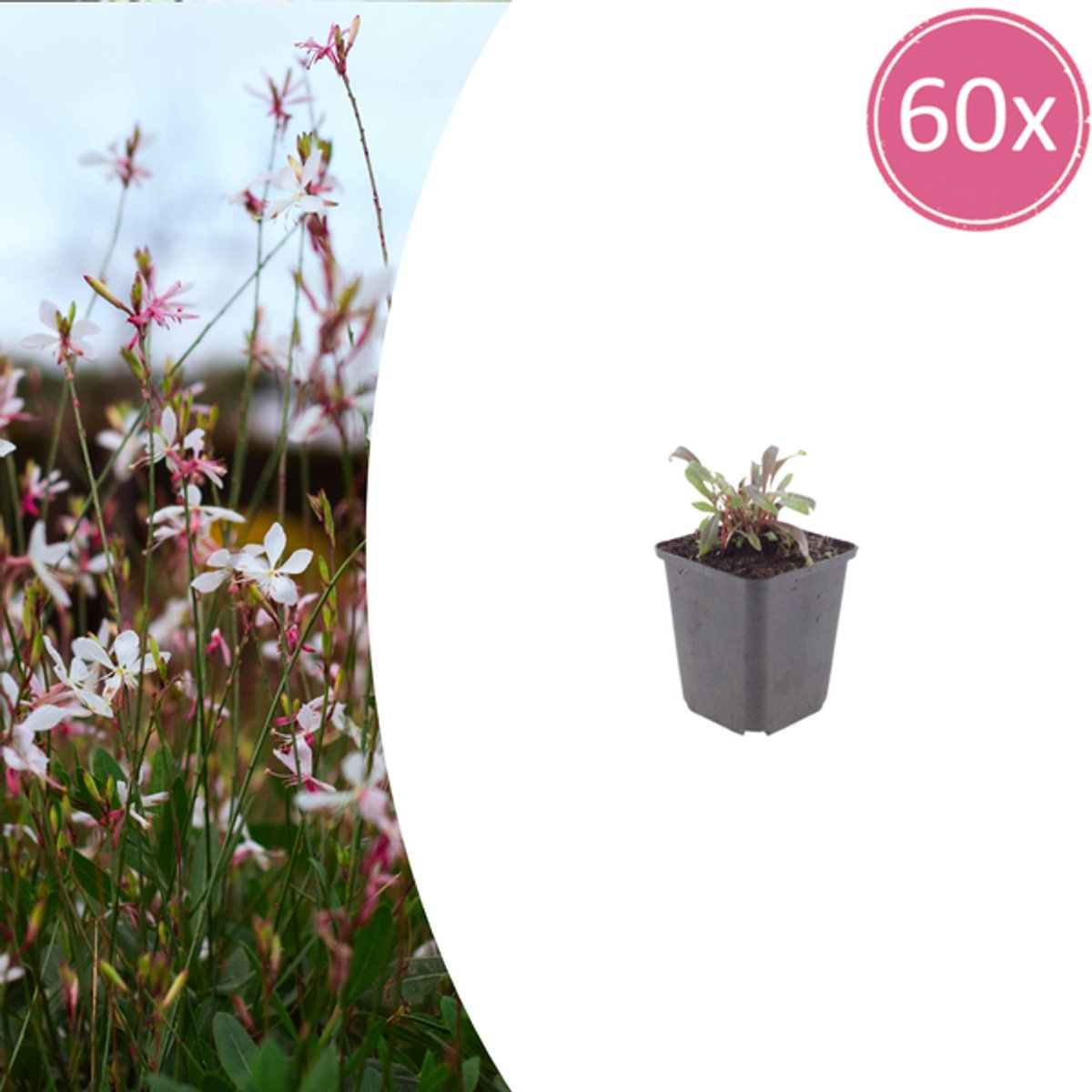 60x Gaura l. 'Siskiyou Pink' - 10-25cm - Ø9cm