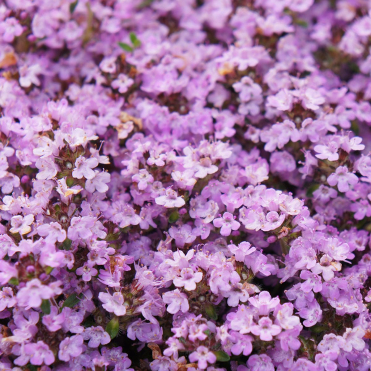 6x Thymus praecox 'Purple Beauty' - 10-25cm - Ø9cm