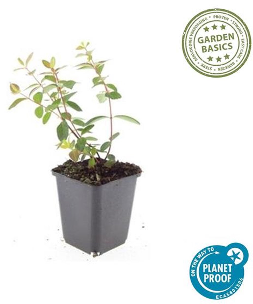 24x Hypericum dummeri 'Peter Dummer' - 10-25cm - Ø9cm