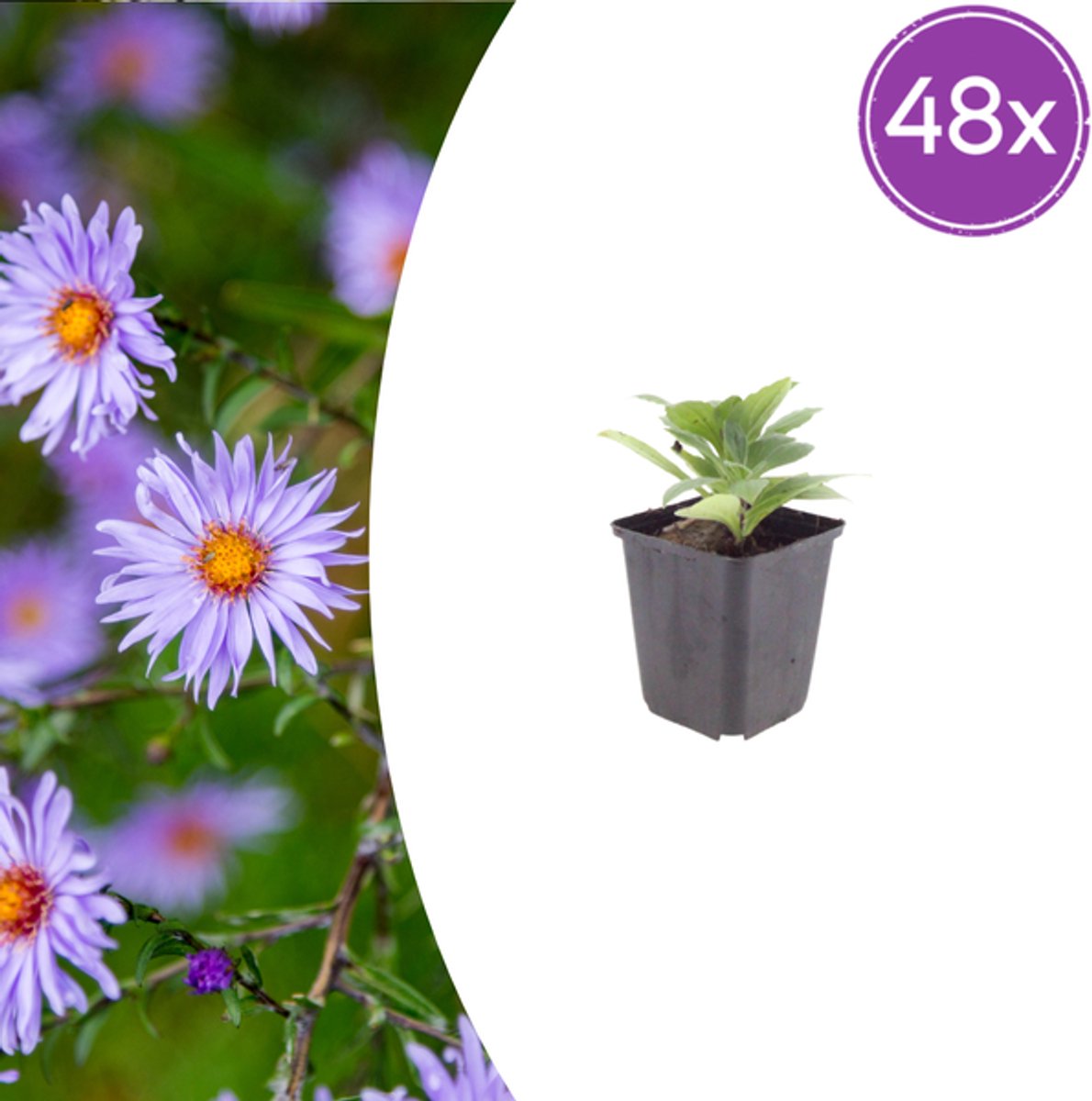 48x Aster frikartii 'Monch' - 10-25cm - Ø9cm