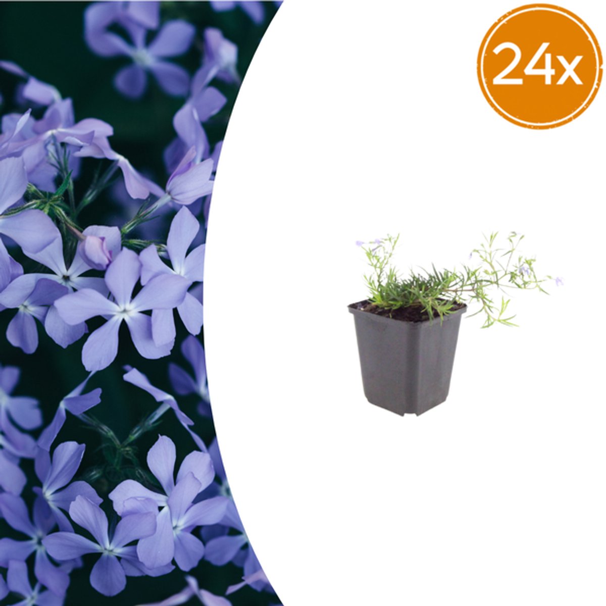 24x Phlox (S) 'Emerald Cushion Blue'- 10-25cm - Ø9cm