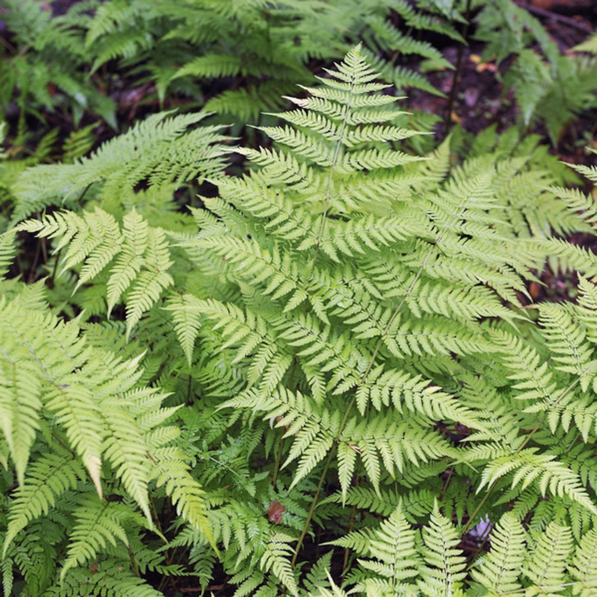48x Dryopteris filix-mas - 10-25cm - Ø9cm