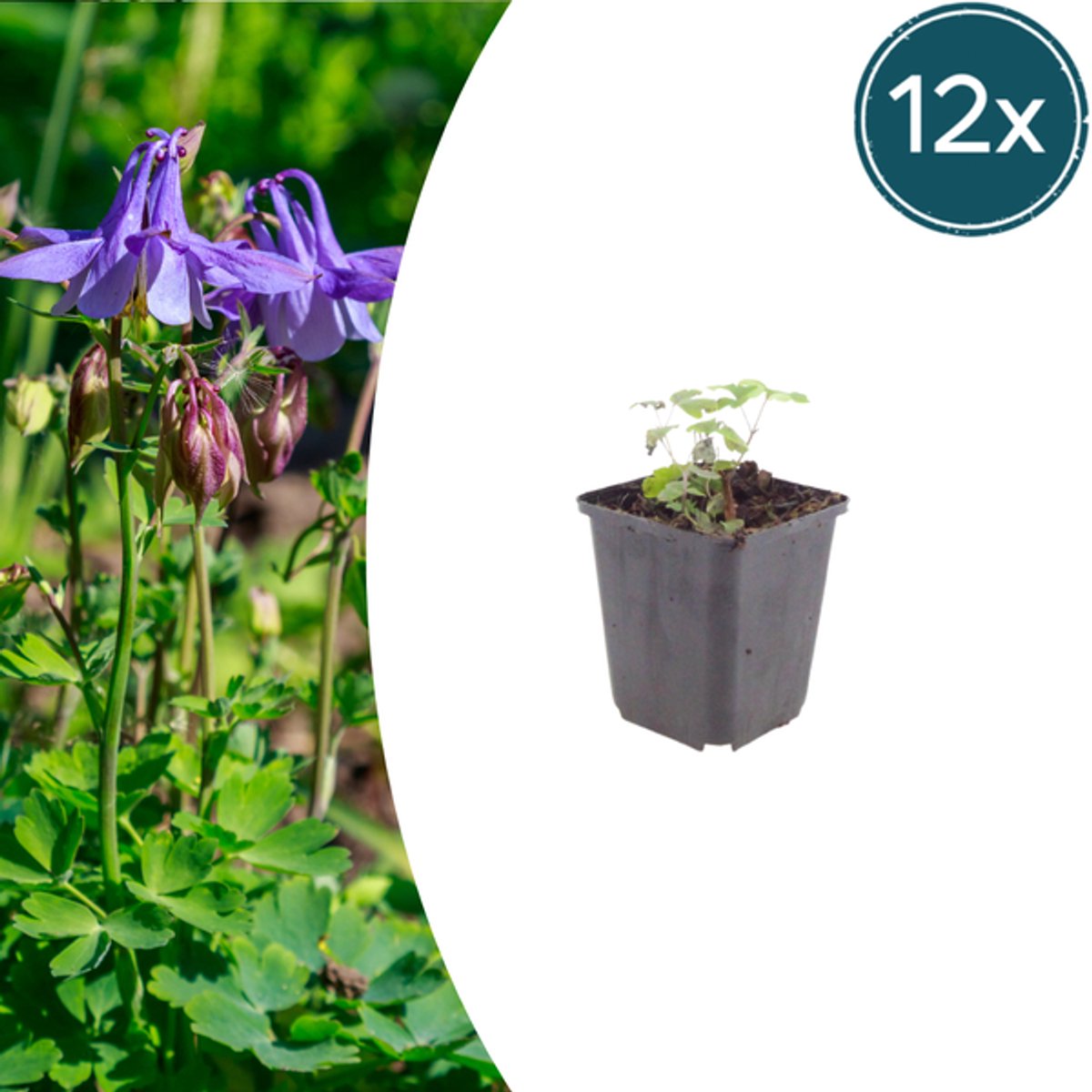 12x Aquilegia vulgaris - 10-25cm - Ø9cm