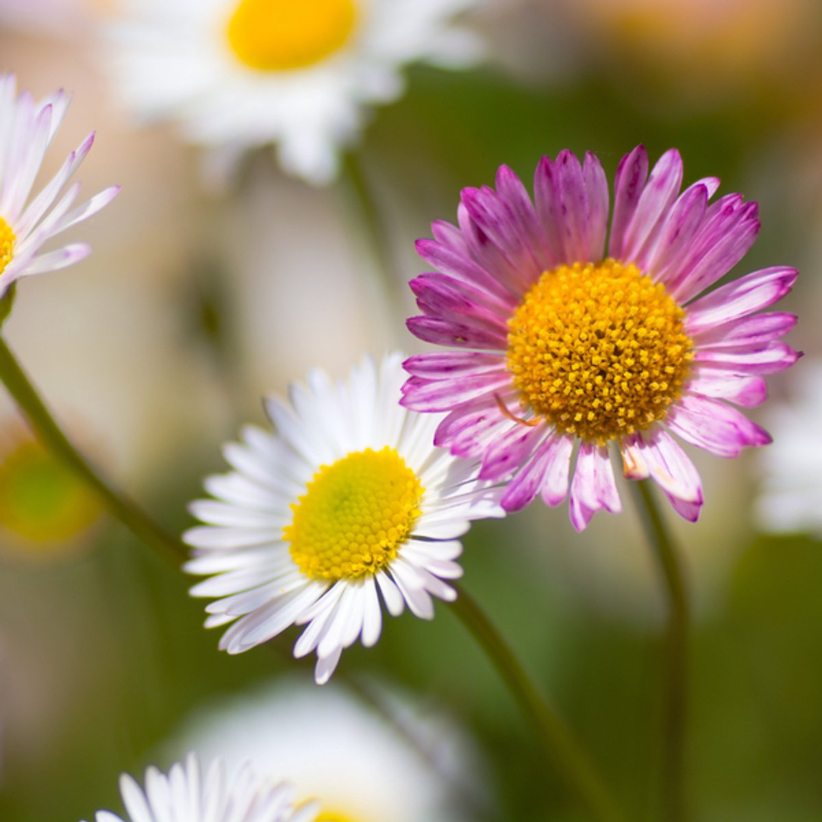48x Erigeron karvinskianus - 10-25cm - Ø9cm