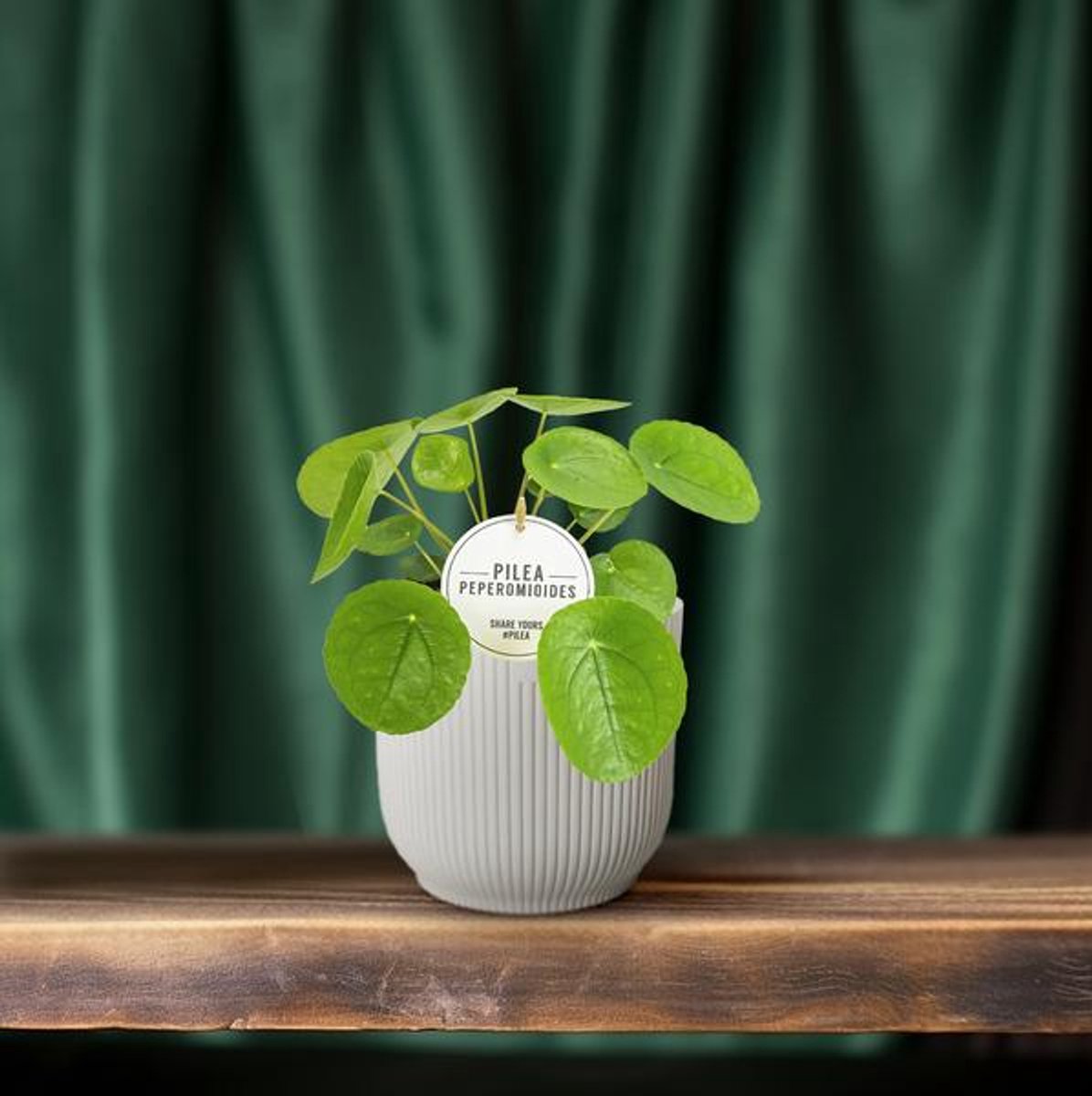 Pilea Peperomioides - Ø13cm - 20cm