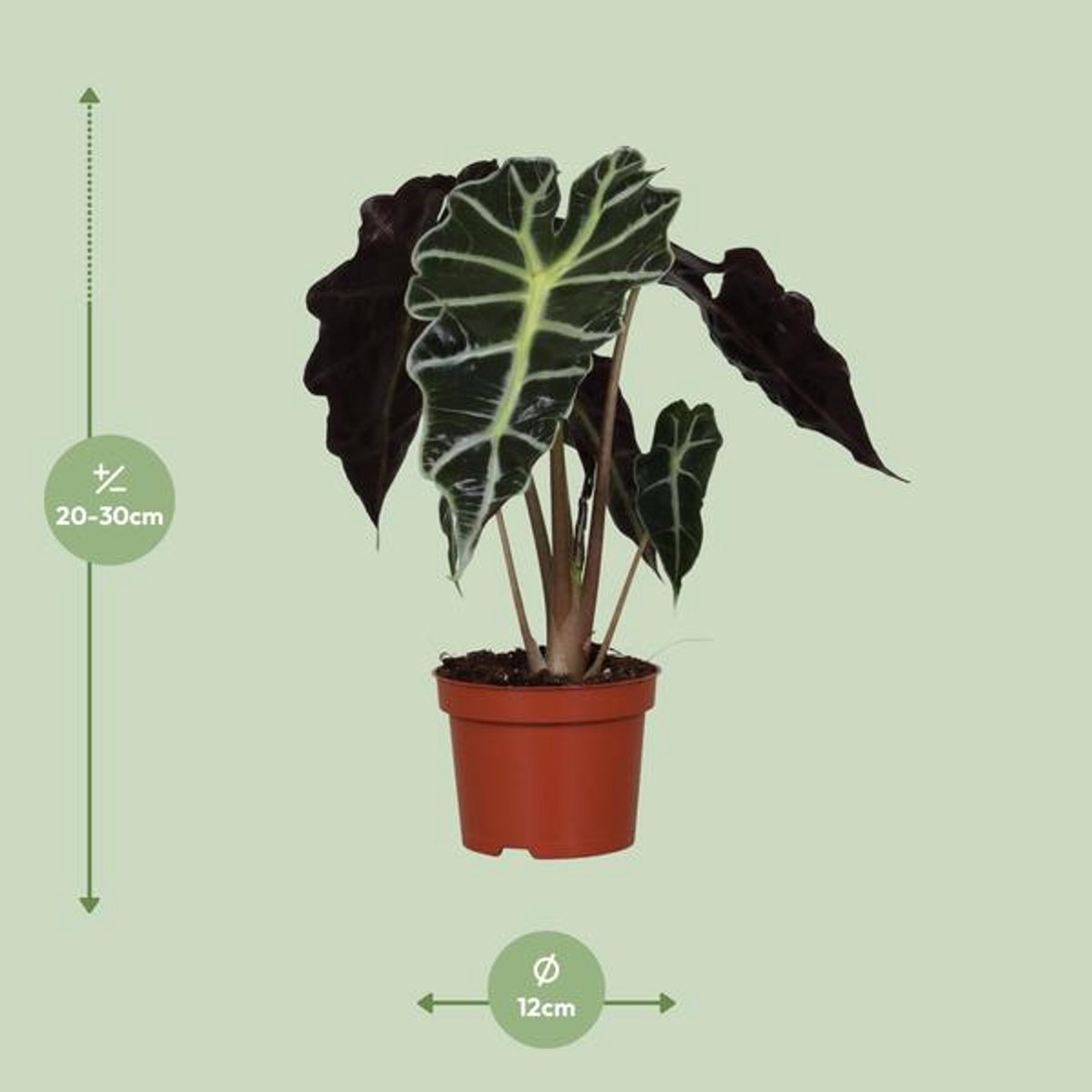 Alocasia Amazonica Polly - Ø12cm - 30cm