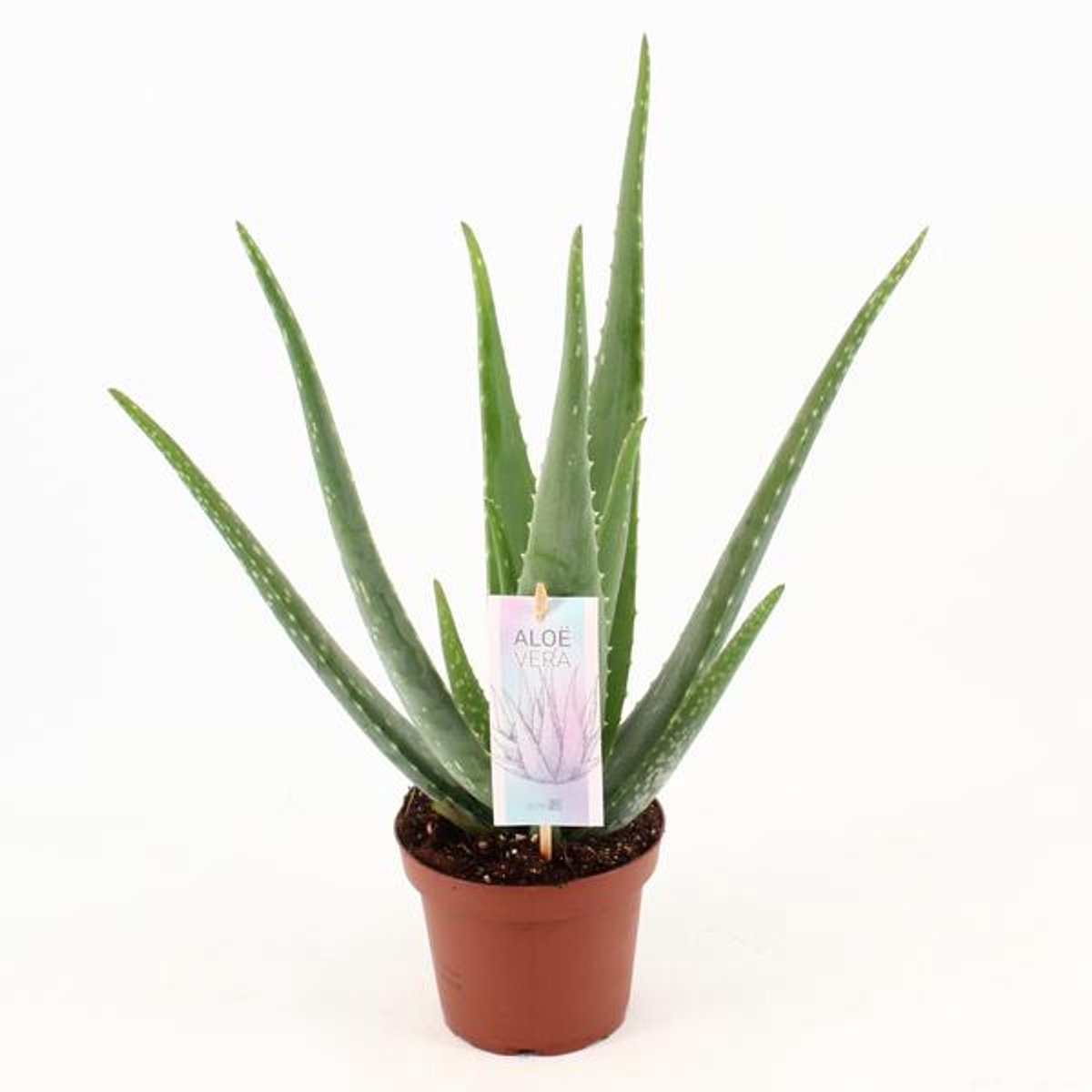 Aloe Vera P14 - Ø14cm - 45cm