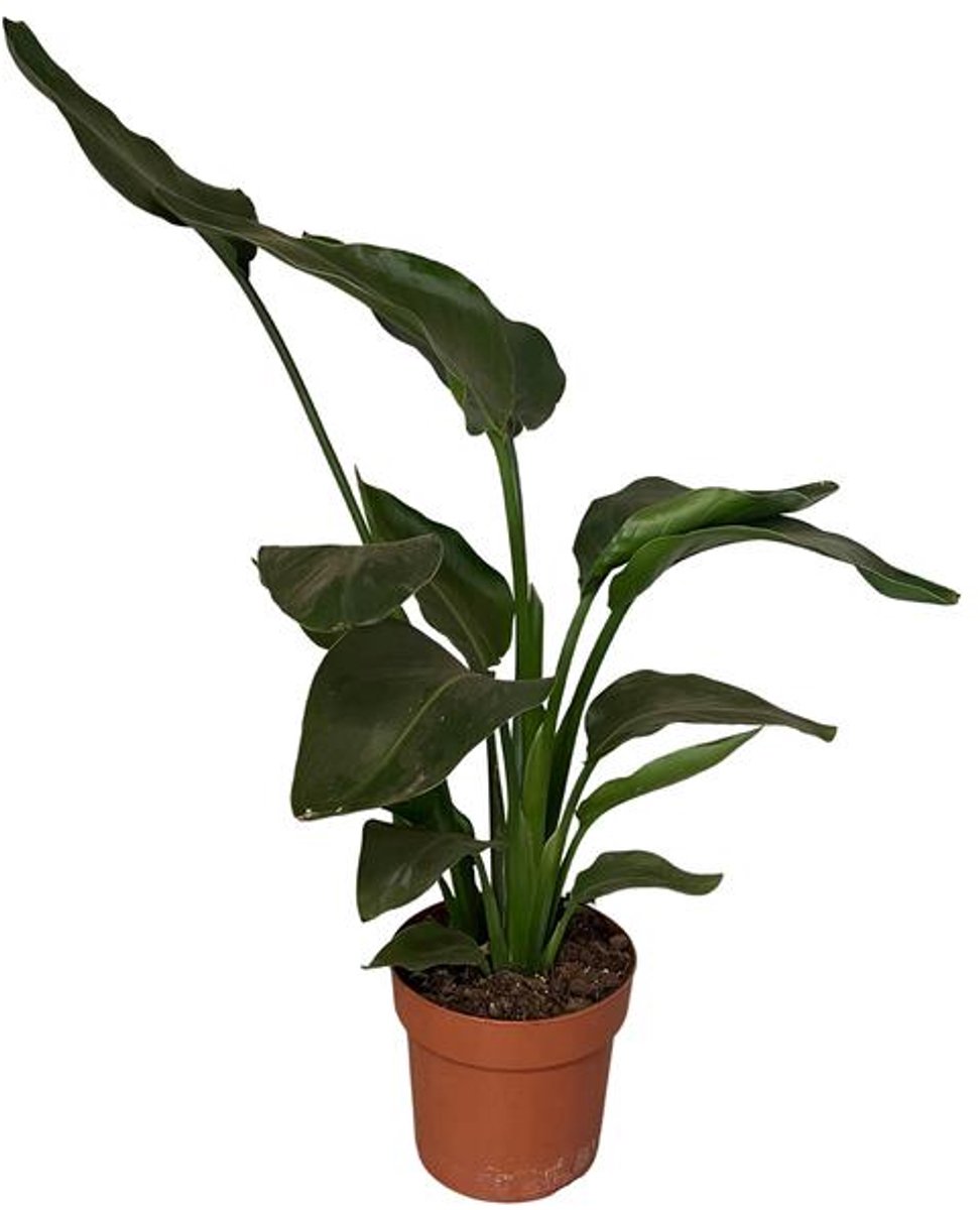 Strelitzia Nicolai 2pp (Paradijsvogelplant) - Ø17cm - 65cm