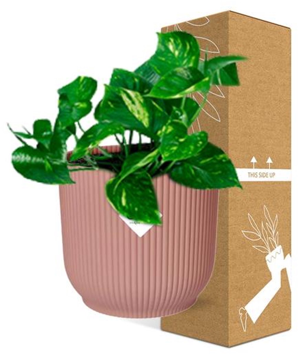 Epipremnum Pinnatum ‘Aureum’ in ELHO Vibes Fold 14cm roze