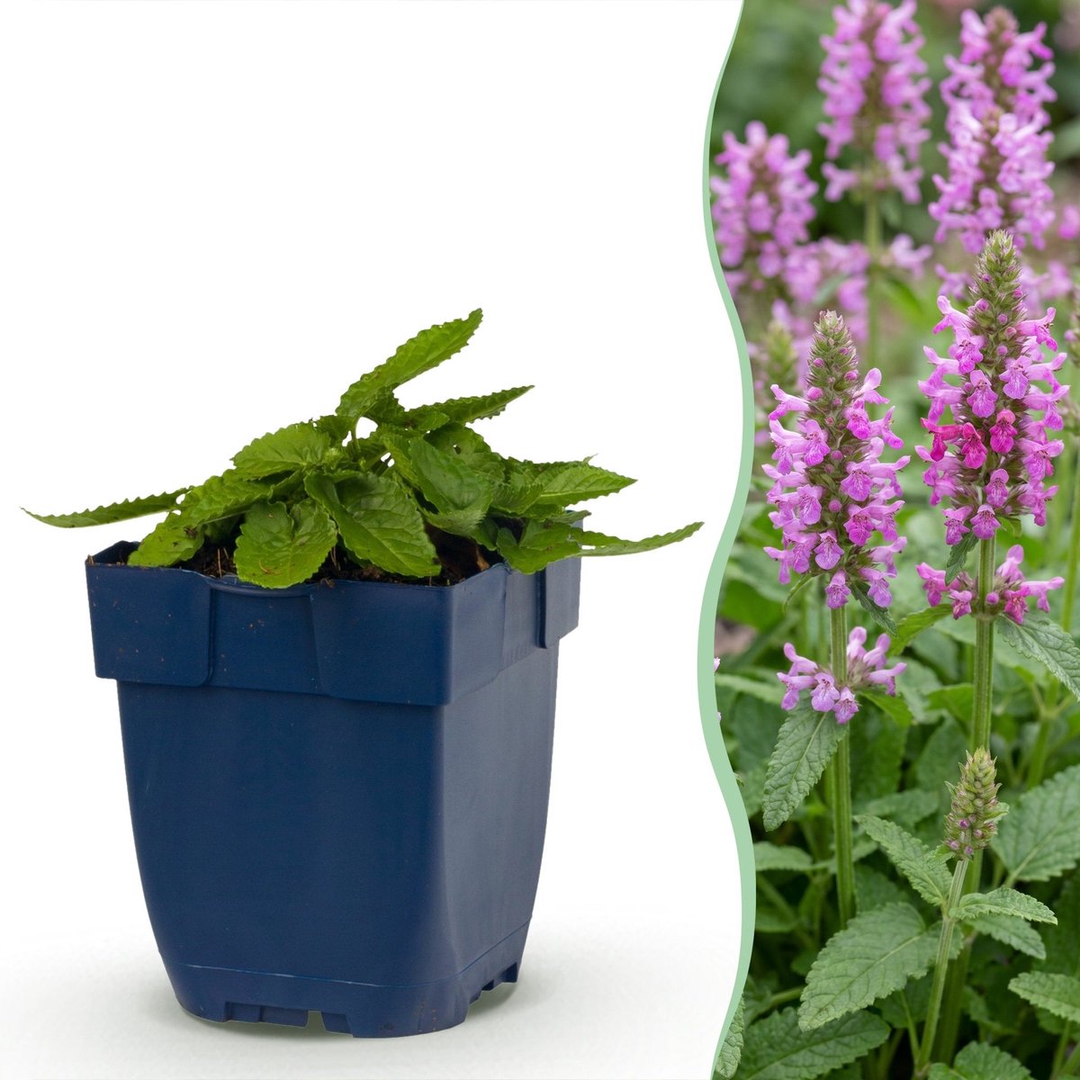Green boutiQ - Vasteplant - Stachys off. Ukkie - Ezeloor - Rotsplanten - Roze - 12 Planten - Pot 11cm - Hoogte 15-25cm