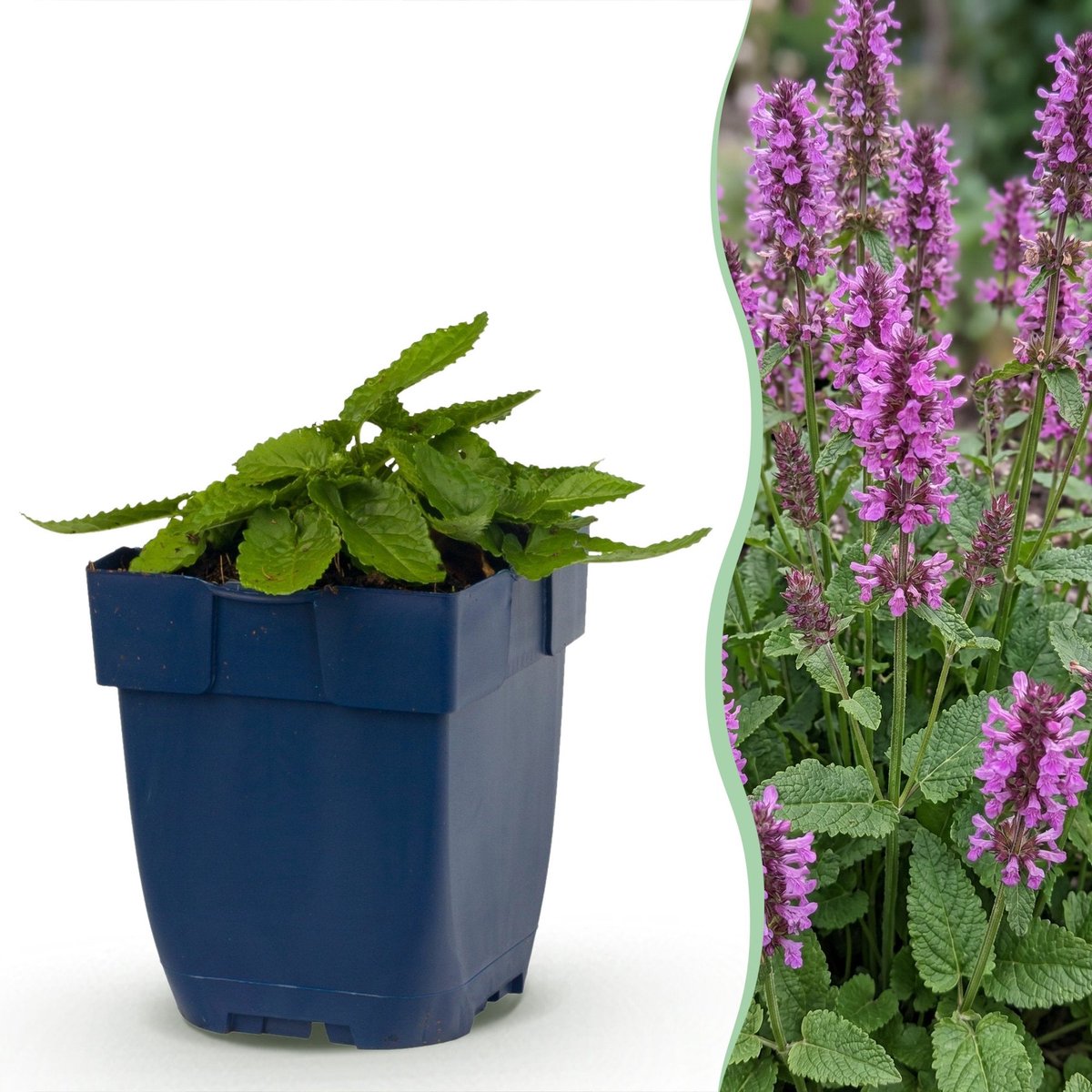 Green boutiQ - Vasteplant - Stachys mon. Hummelo - Ezeloor - Bijen- en vlinderlokkers - Paars - 12 Planten - Pot 11cm - Hoogte 15-25cm