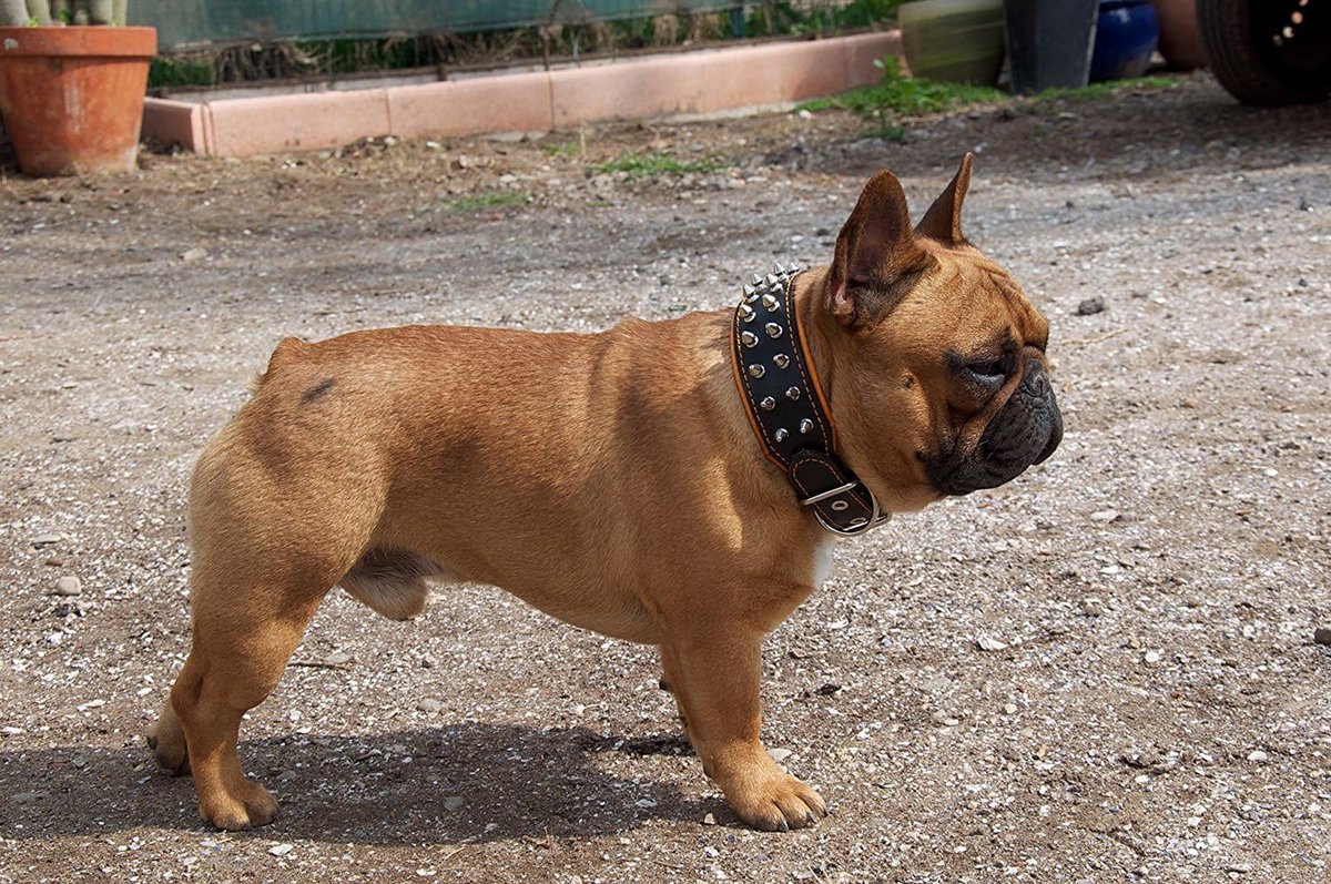 Frenchie Halsband met schroefpunten. 100% leer. Uniek design. Mops. Bulldog. Terrier. herderhond. Labrador. 5 cm breed. Zacht gevoerd. Handgemaakt in Europa.
