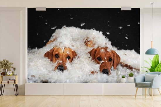 Papier peint photo peint photo vinyle - Labradors cachés entre les plumes largeur 390 cm x hauteur 260 cm - Tirage photo sur papier peint (disponible en 7 tailles)