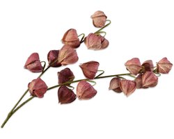 Silk-ka - Kunstbloem - physalis - blauw - H79 cm