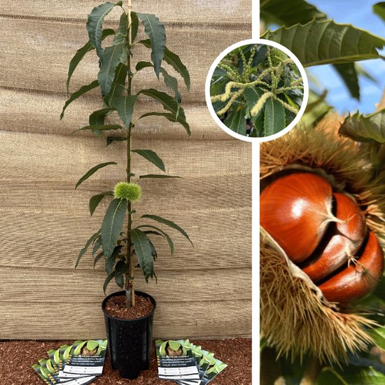 Jonge kastanjeboom in pot met inzetstukken van bloemen en rijpe kastanjes.