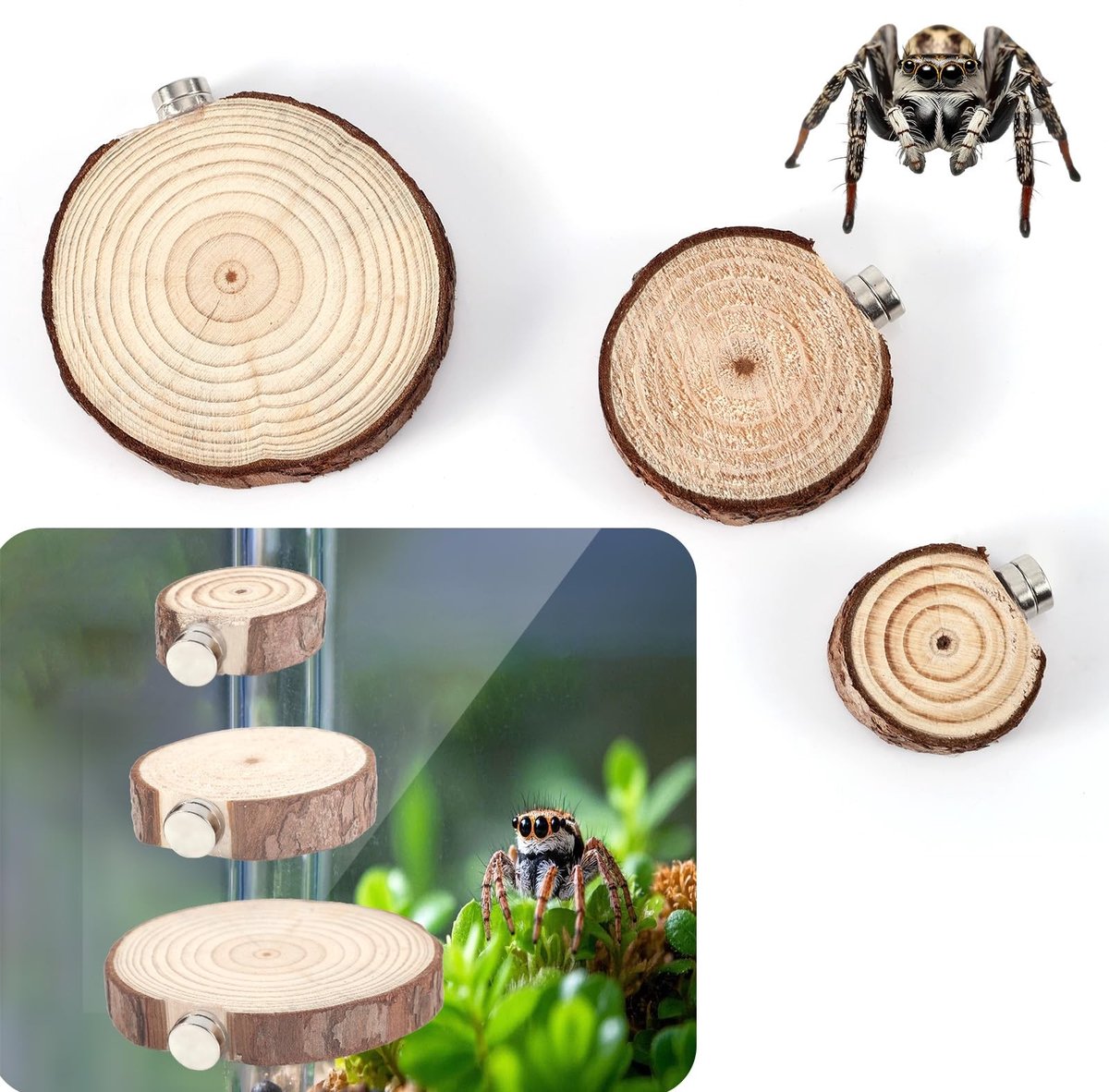 Dailygoods- Springspinnenverblijfrichel 3 Stuks - Magnetisch - Springspinnenhabitat - Springspinnenverblijfaccessoires - Houten/Ijzeren Behuizing - Verbeterde Fokomgeving - Spinnenhabitat