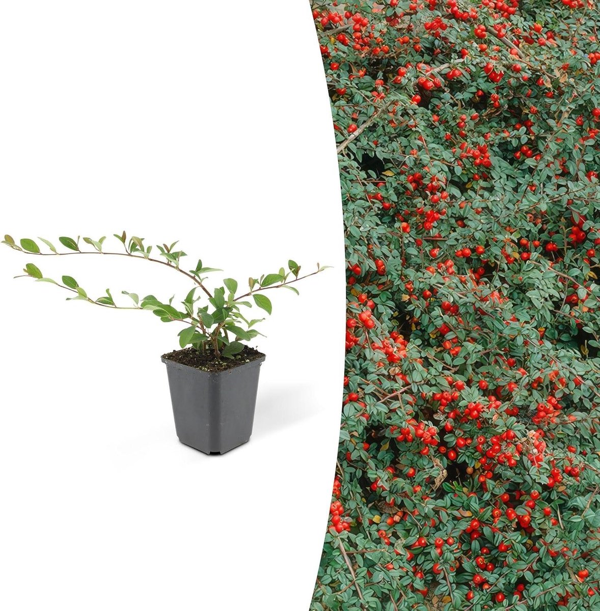 Cotoneaster Bodembedekker - Dwergmispel Bodemplant - Tuin Opvullen - Laagblijvende Groei - 60 stuks - Groen