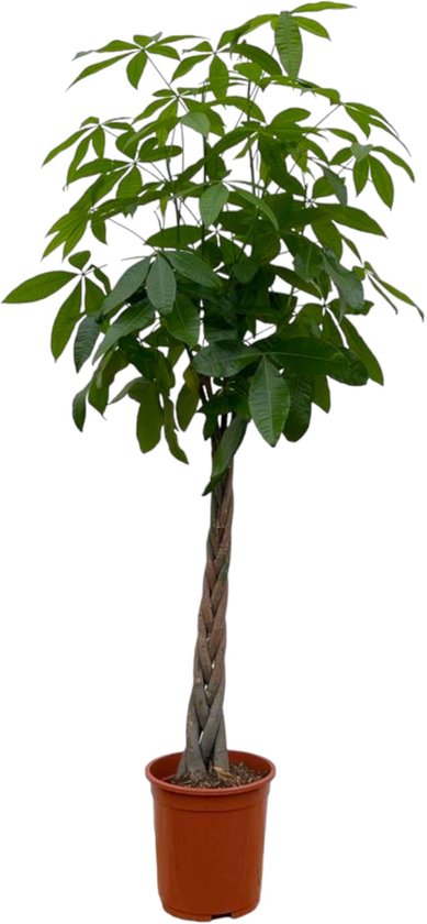 Trendyplants - Pachira Aquatica - Geldboom - Kamerplant - Hoogte 160-180 cm - Potmaat Ø27cm