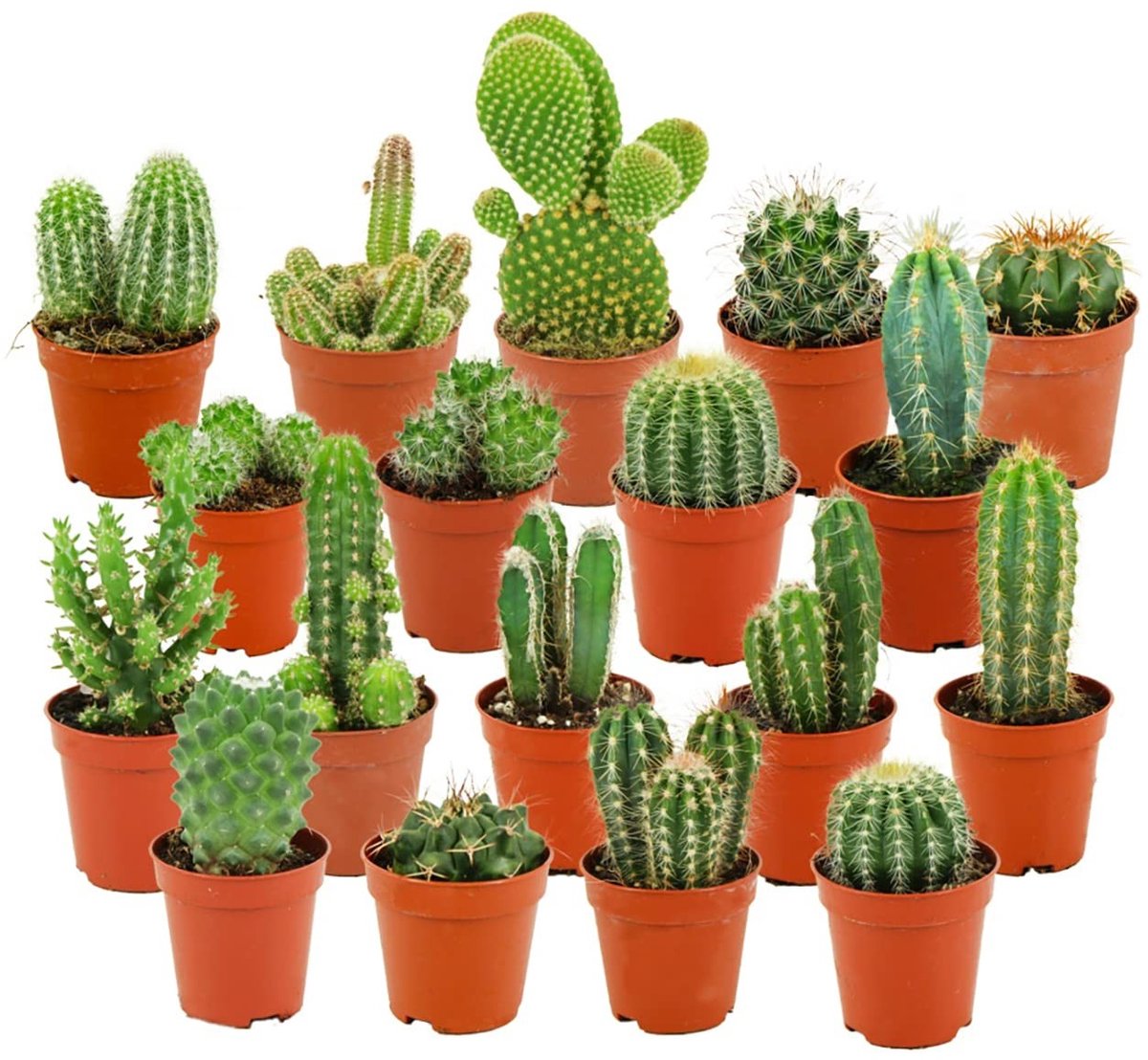 Omgoods - Mini Cactus Set - 18 Stuks in 5.5 cm Pot - Kleine Kaktuscollectie
