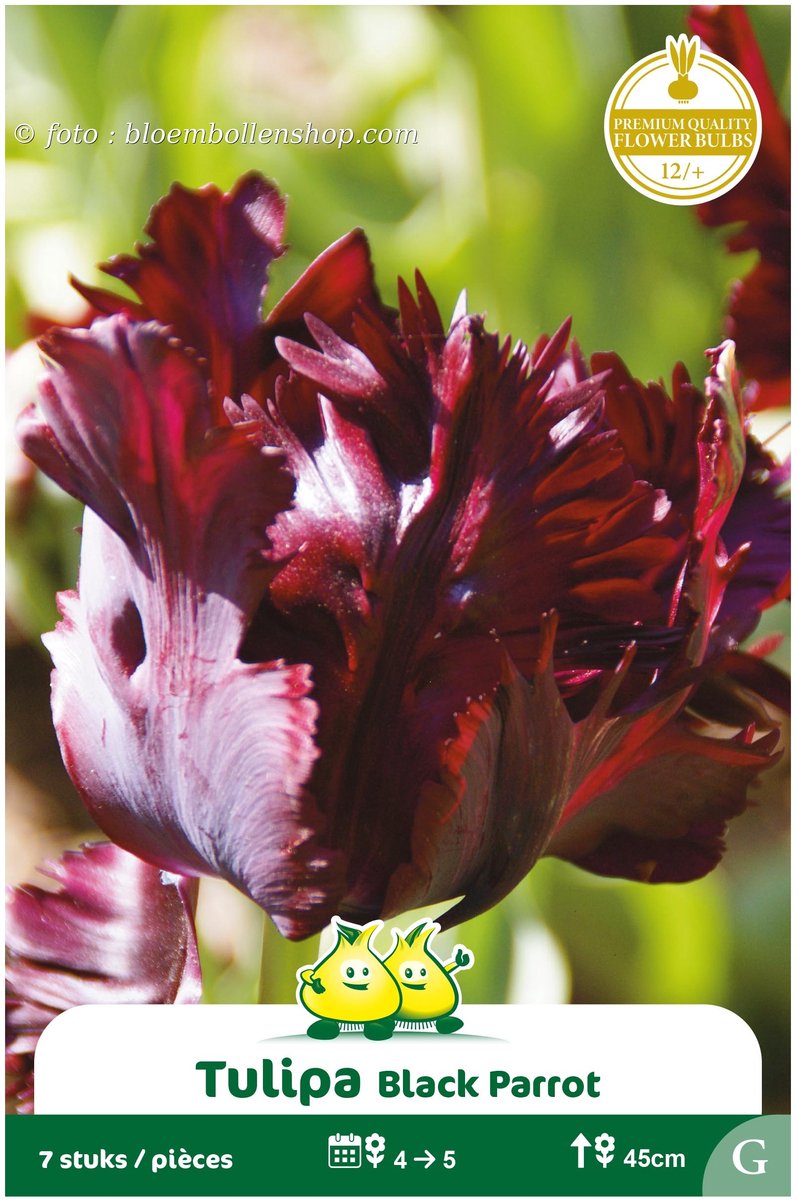 2 Zakjes Parkiet Tulpen Black Parrot maat 12/+